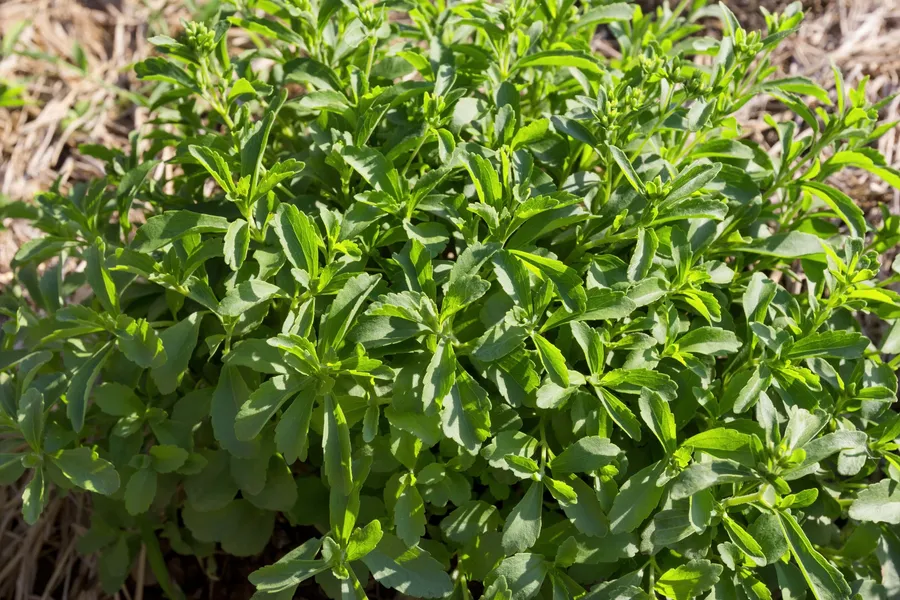 A bushy stevia plant with bright green, lance-shaped leaves